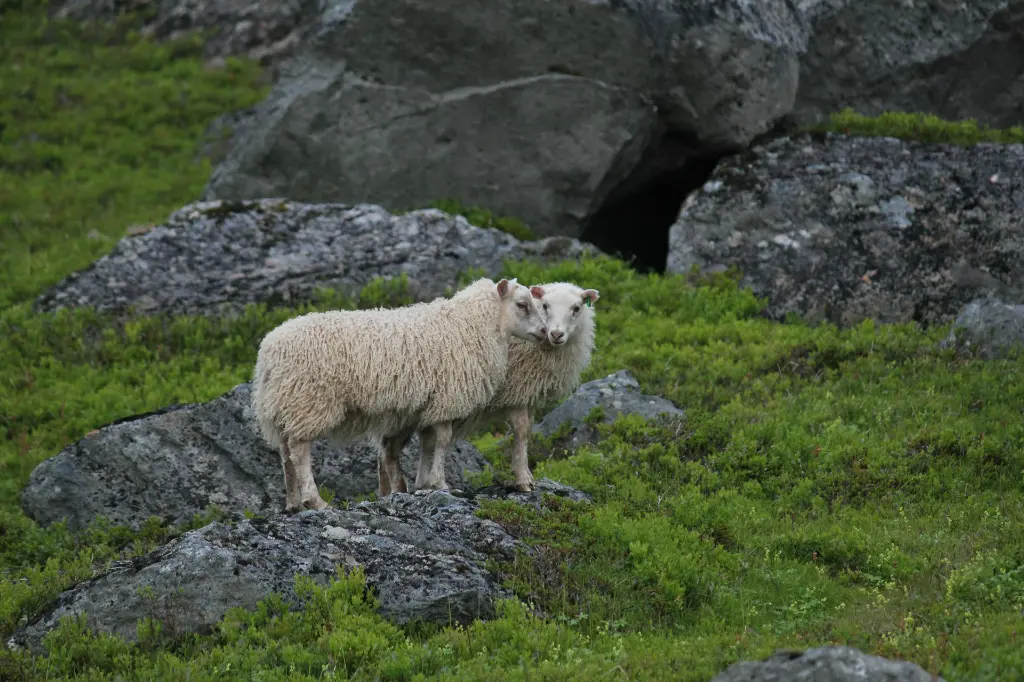 unsplash_kbchknOYG50_isafjordur.jpg.webp